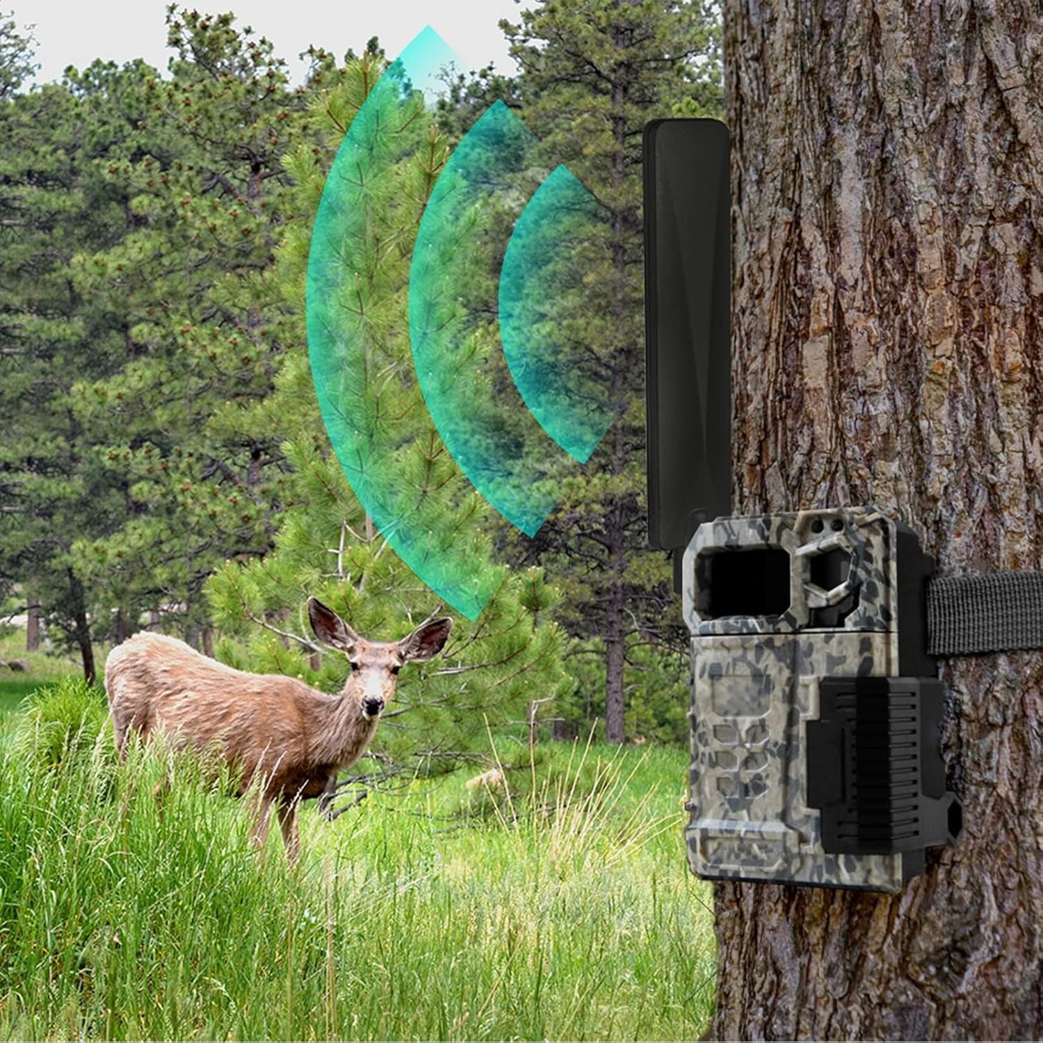 Multiple cellular trail cameras in a dense forest equipped with Bingfu high gain antennas for reliable transmission